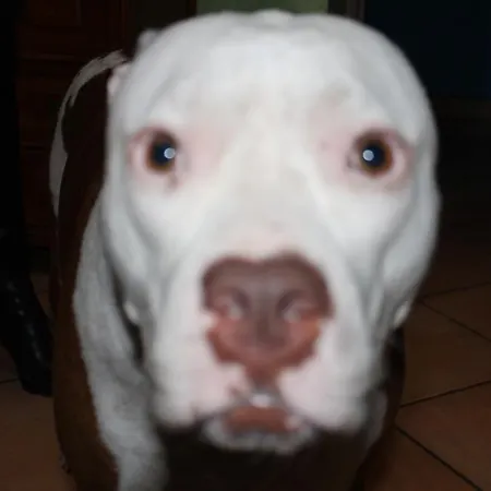 Da Chocho'S Chivasso